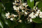 Glossy privet